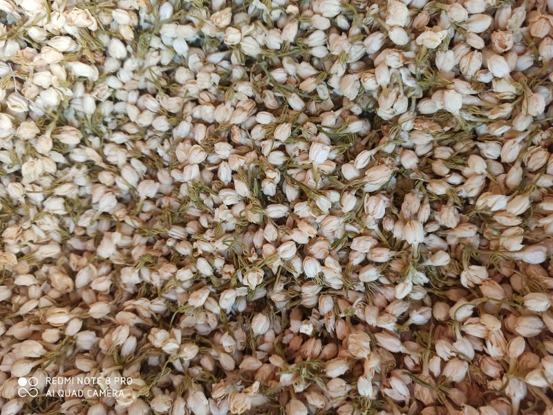 茉莉花茉莉花花苞花茶花苞无硫可打粉