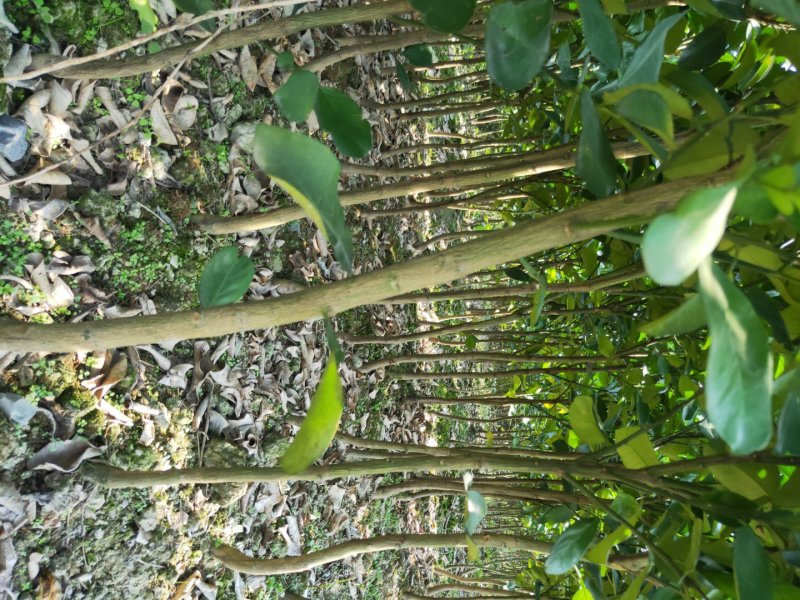 柚子苗安江早香柚移植苗根系好成活率高挂果快