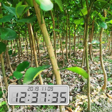 柚子苗安江早香柚移植苗根系好成活率高挂果快