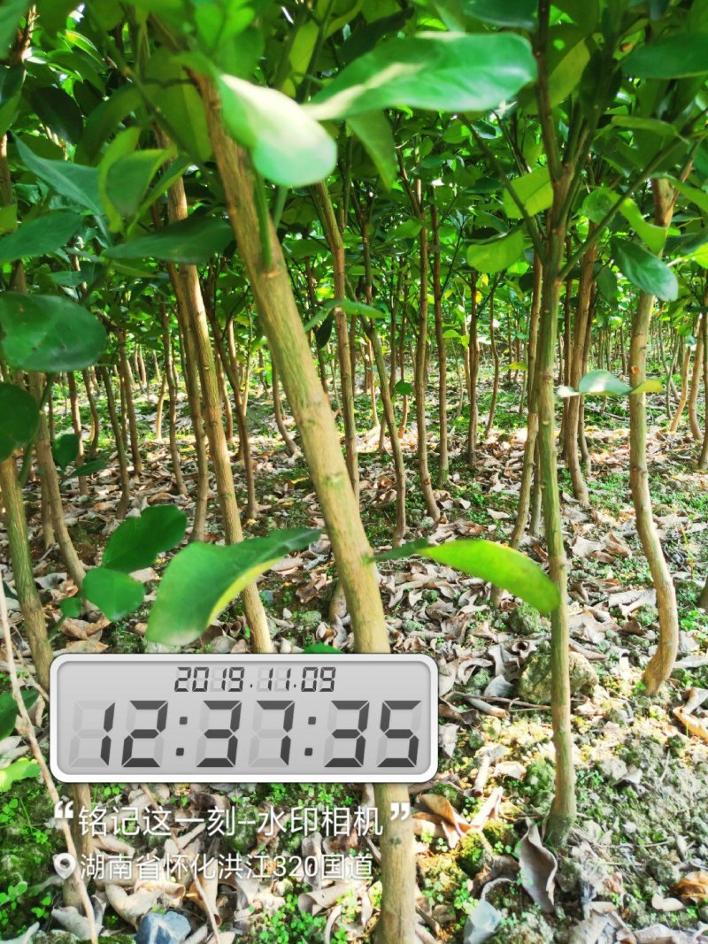 柚子苗安江早香柚移植苗根系好成活率高挂果快