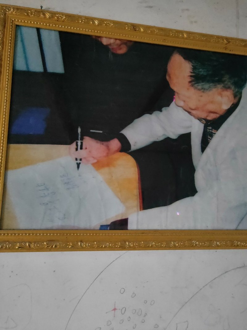 柚子苗安江早香柚移植苗根系好成活率高挂果快