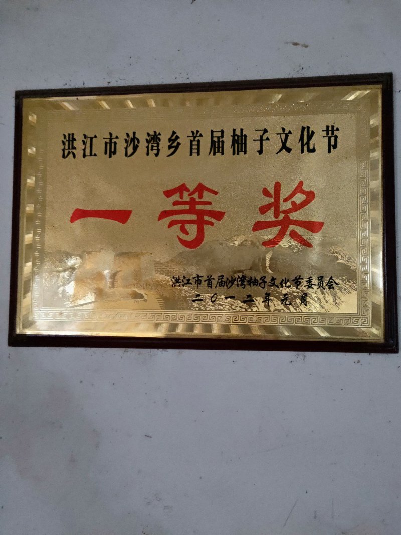 柚子苗安江早香柚移植苗根系好成活率高挂果快