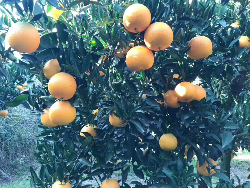 秭归脐橙新鲜采摘原产地直发