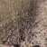 玉露香梨苗0.8~3cm100~150cm