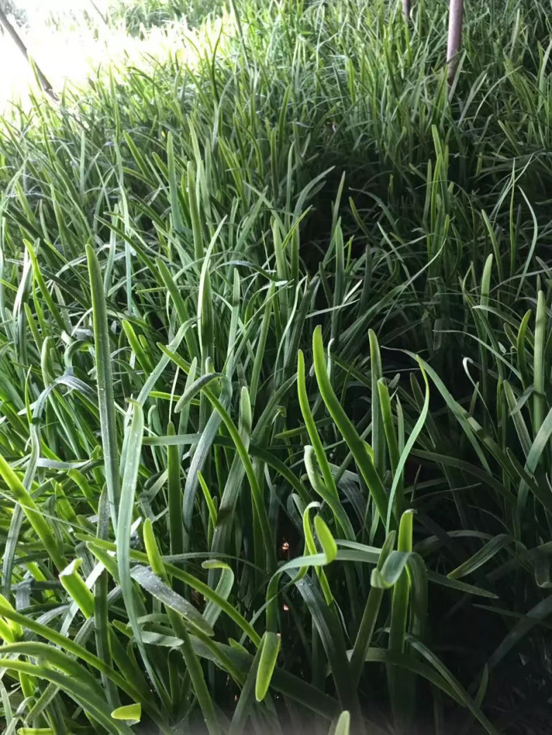 菠菜