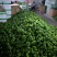 麻辣椒10-15厘米青中辣.产地代办
