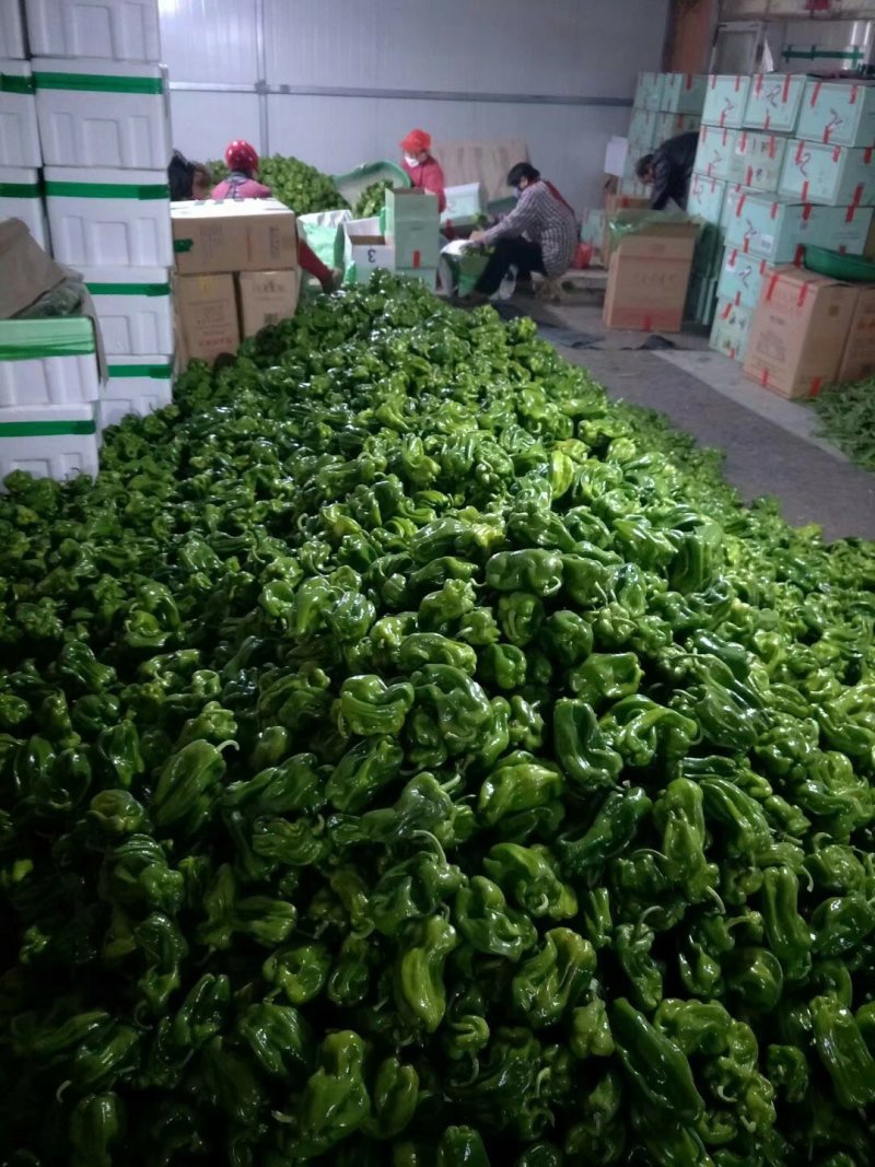 麻辣椒10-15厘米青中辣.产地代办