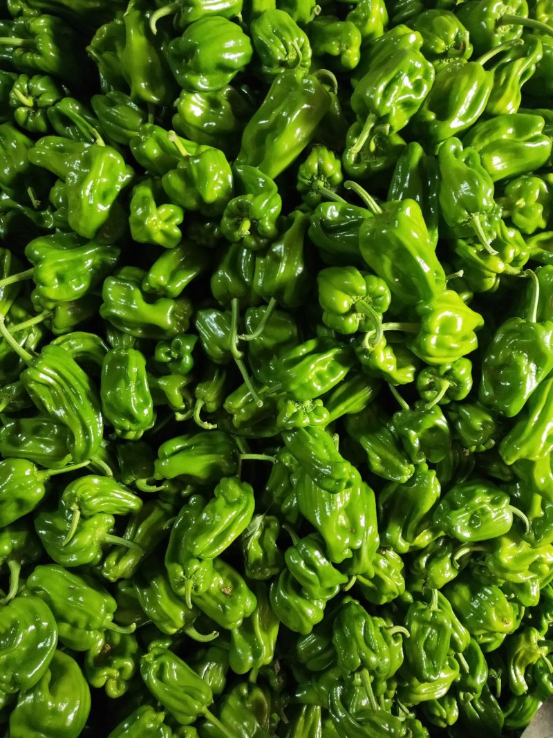 麻辣椒10-15厘米青中辣.产地代办