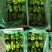 麻辣椒10-15厘米青中辣.产地代办