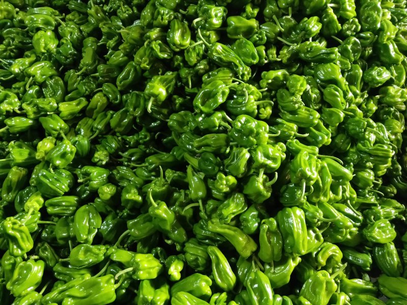 麻辣椒10-15厘米青中辣.产地代办