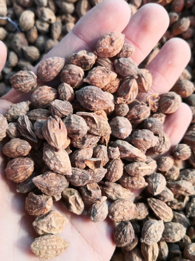 益智仁海南精选益智仁无硫***净货货干量大从优