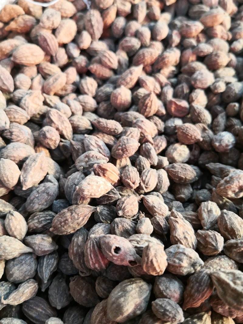 益智仁海南精选益智仁无硫***净货货干量大从优