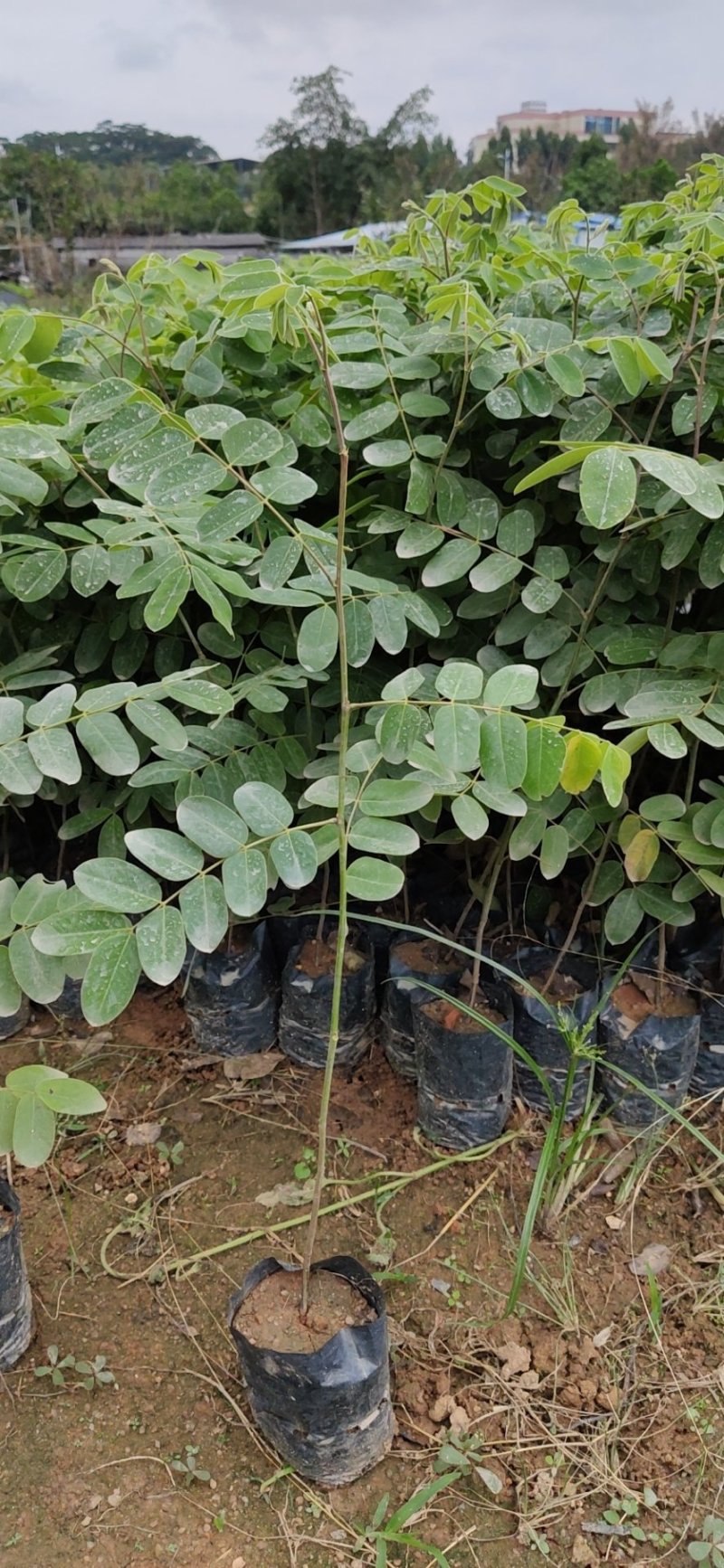 泰国樱花，花旗木绿植观赏树苗，可以零售