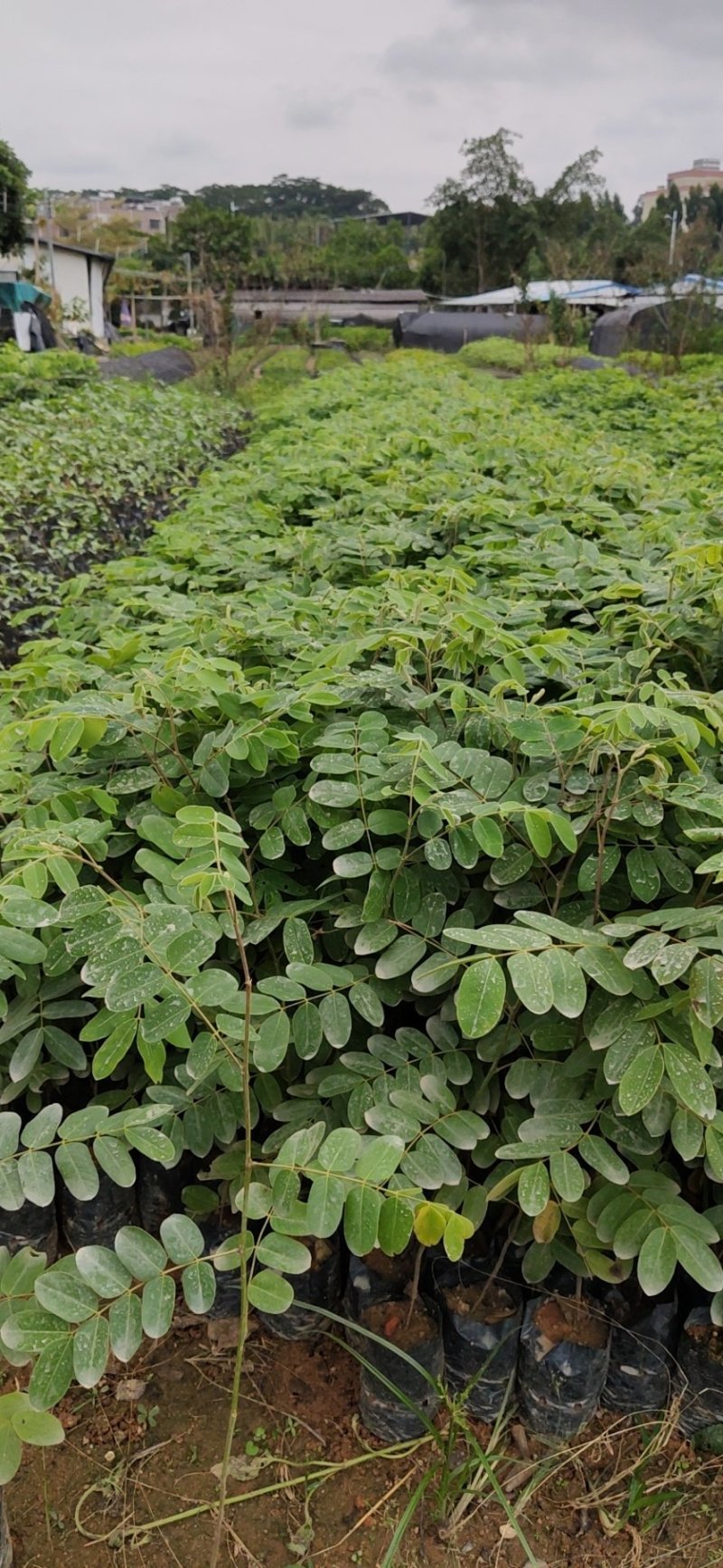 泰国樱花，花旗木绿植观赏树苗，可以零售