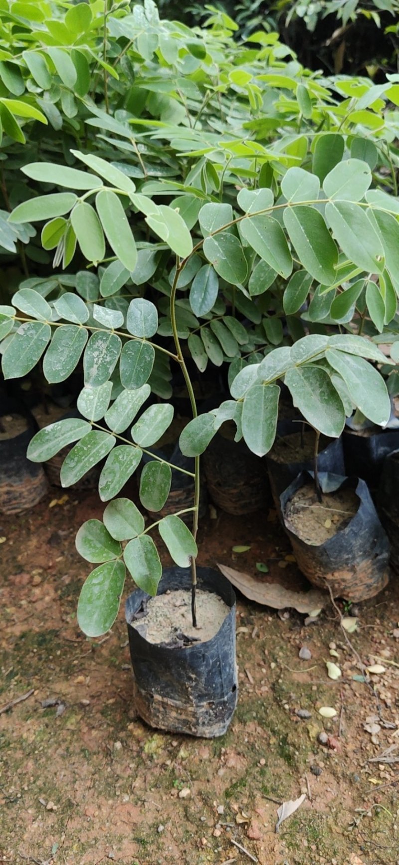 泰国樱花，花旗木绿植观赏树苗，可以零售