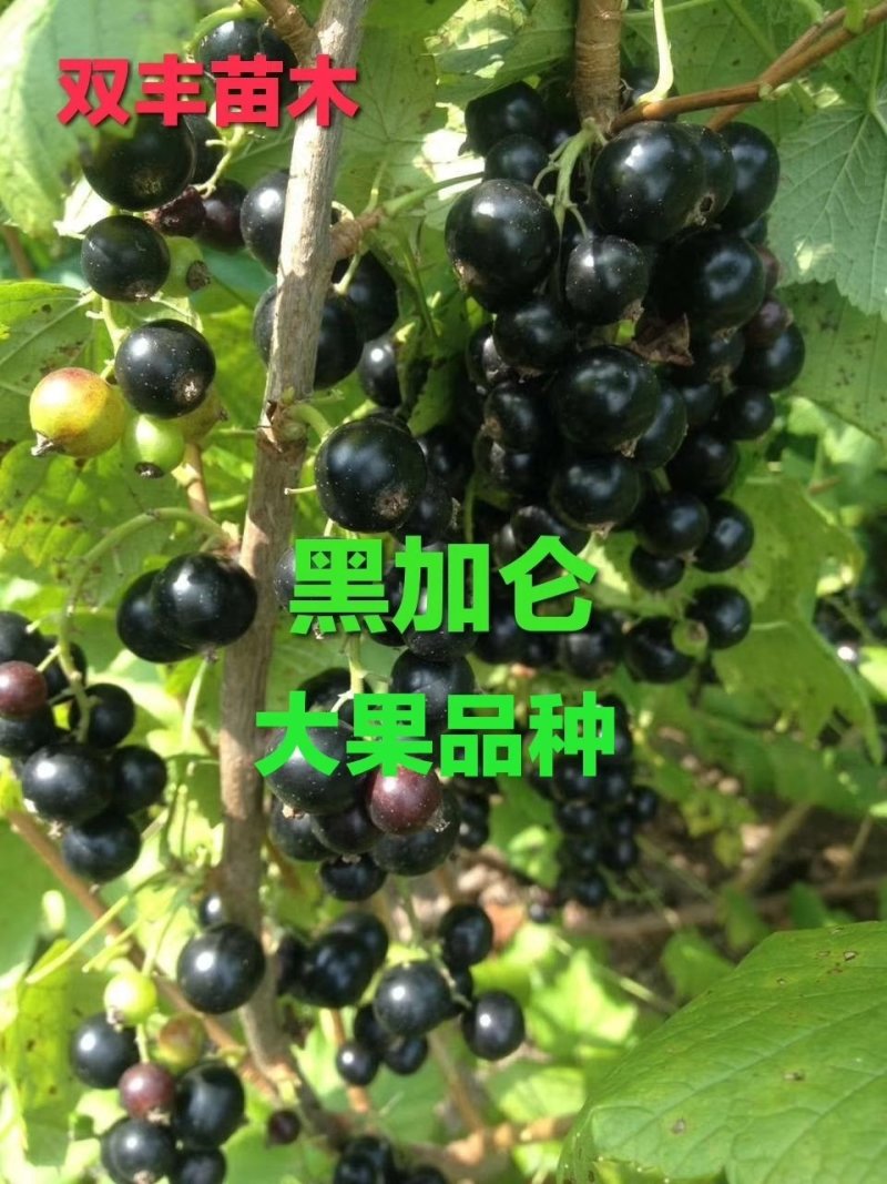 黑加仑苗。基地直发。价格低。成活率高。服务好量大优惠。价