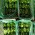 麻辣椒10-15厘米青中辣质量好有亮度