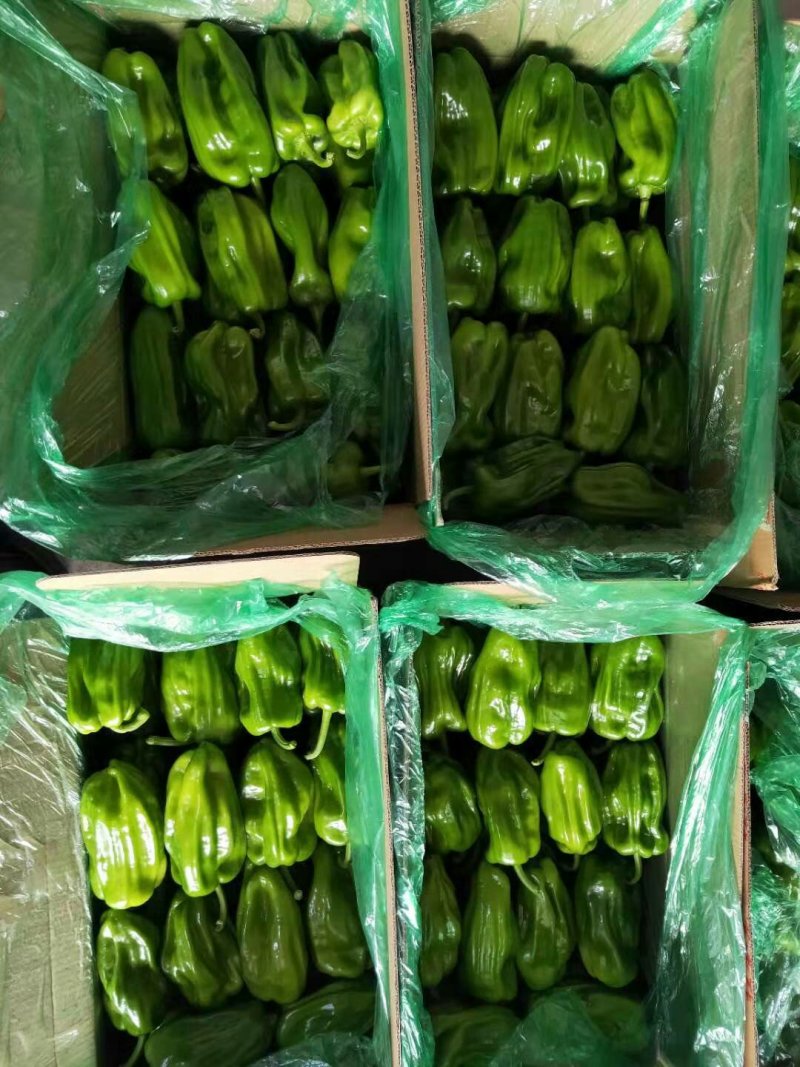 麻辣椒10-15厘米青中辣质量好有亮度