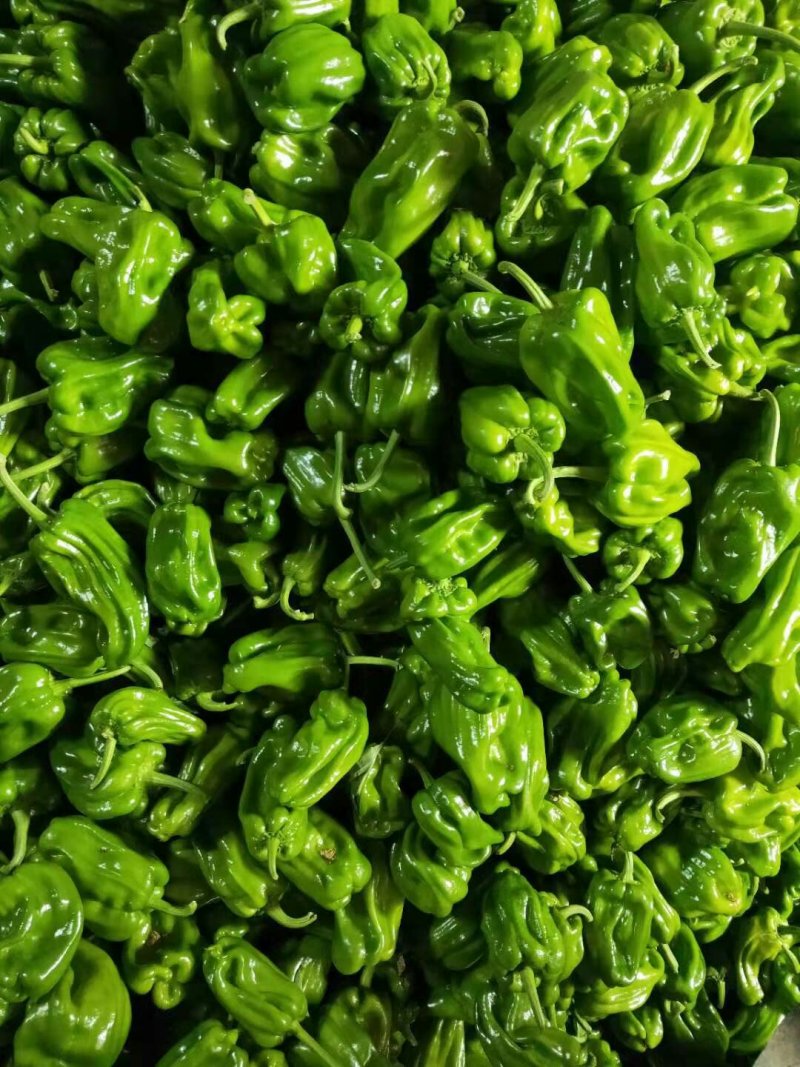 麻辣椒10-15厘米青中辣质量好有亮度