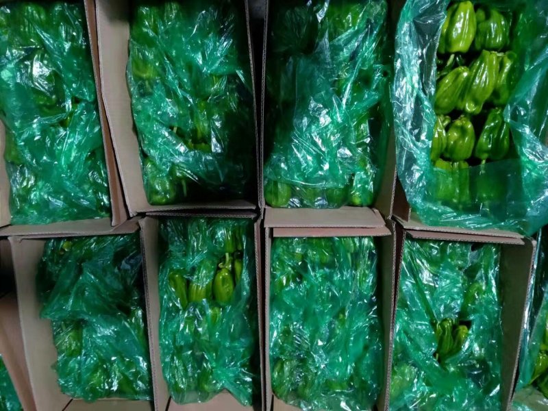 麻辣椒10-15厘米青中辣质量好有亮度