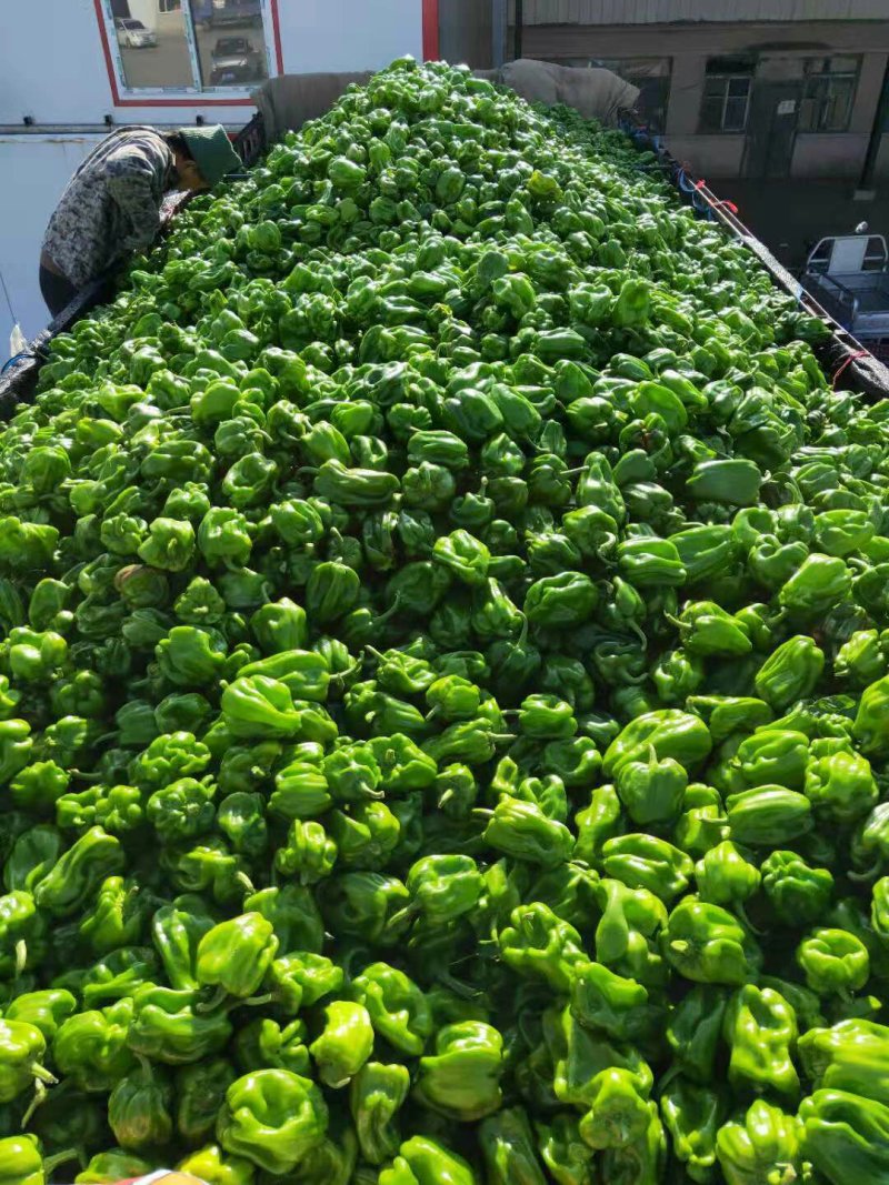 麻辣椒10-15厘米青中辣质量好有亮度