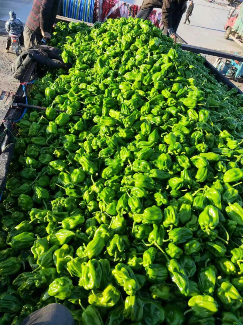 麻辣椒10-15厘米青中辣质量好有亮度