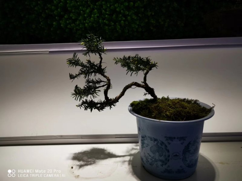夏禹林苗木造型曼地亚红豆杉小盆景绿化苗木
