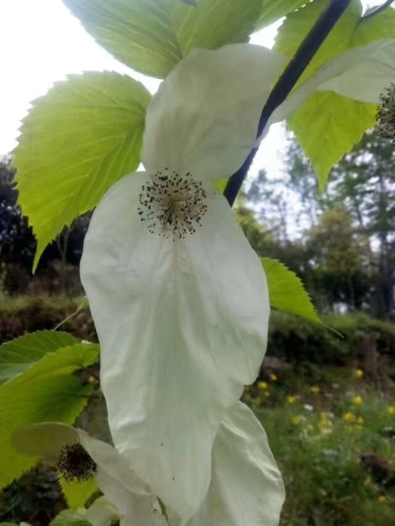中华鸽子树珙桐杯苗盆栽别墅庭院观花叶室内绿植物基地直销新