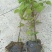 中华鸽子树珙桐杯苗盆栽别墅庭院观花叶室内绿植物基地直销新