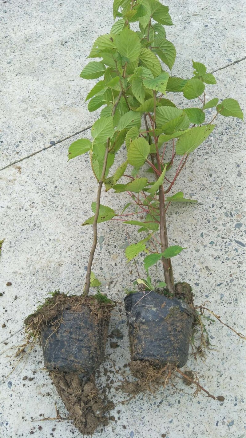 中华鸽子树珙桐杯苗盆栽别墅庭院观花叶室内绿植物基地直销新