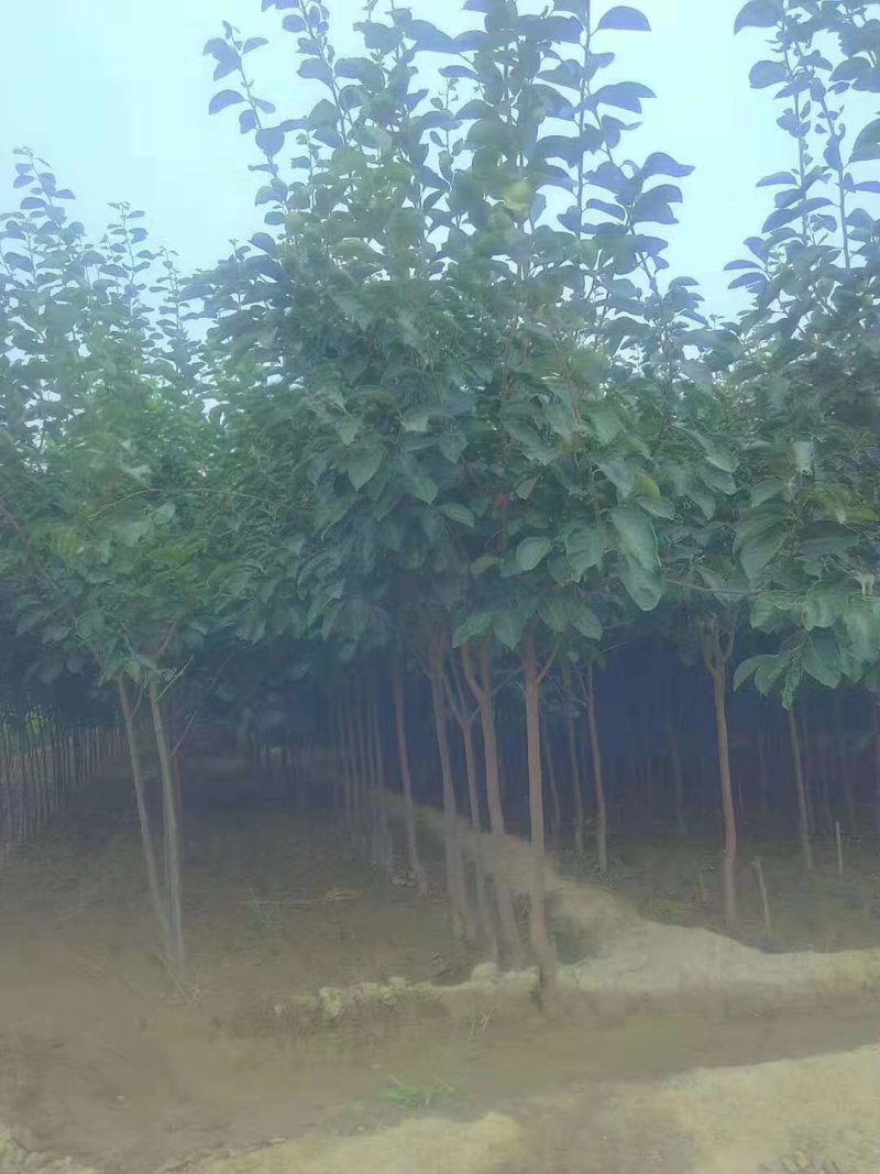 精品柿子树，阳丰柿子树苗80~100cm，甜柿子苗
