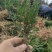 夏禹林苗木曼地亚红豆杉2年小苗常绿植物易养护