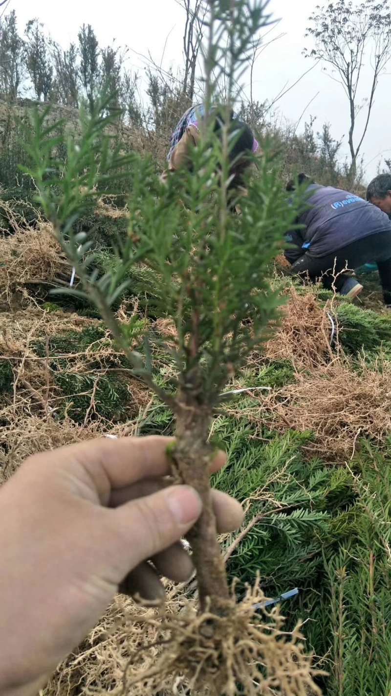 夏禹林苗木曼地亚红豆杉2年小苗常绿植物易养护