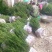 夏禹林苗木曼地亚红豆杉2年小苗常绿植物易养护