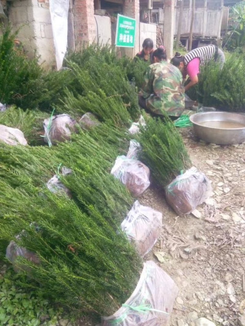 夏禹林苗木曼地亚红豆杉2年小苗常绿植物易养护