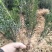 夏禹林苗木曼地亚红豆杉2年小苗常绿植物易养护