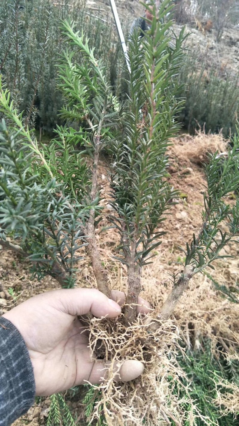 夏禹林苗木曼地亚红豆杉2年小苗常绿植物易养护