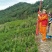 夏禹林苗木曼地亚红豆杉2年小苗常绿植物易养护