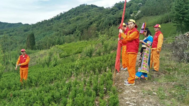 夏禹林苗木曼地亚红豆杉2年小苗常绿植物易养护