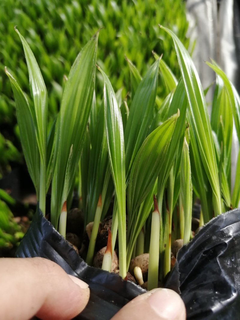 【精品蒲葵】棕榈植物园林绿化品种丰富欢迎进店选购
