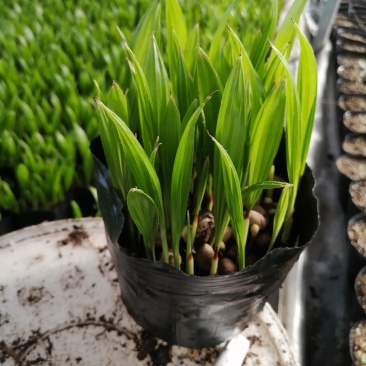 【精品蒲葵】棕榈植物园林绿化品种丰富欢迎进店选购