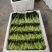 推荐菜台广东油菜芯产地直供量大从优供全国电商超市