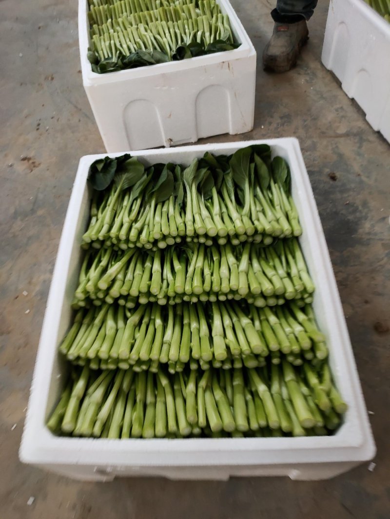 推荐菜台广东油菜芯产地直供量大从优供全国电商超市