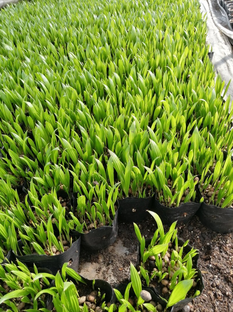 【精品蒲葵】棕榈植物园林绿化品种丰富欢迎进店选购