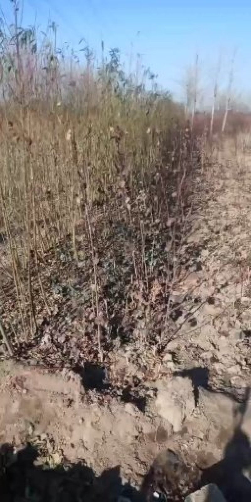 红油香椿苗大棚香椿苗香椿树苗规格齐全