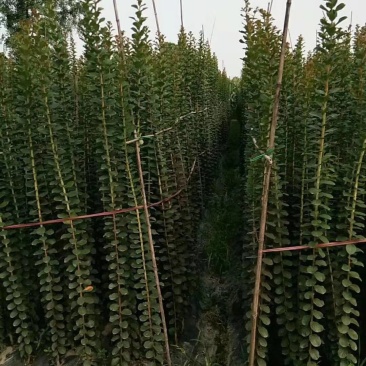 紫薇小苗1-3米高紫薇造型编制材料紫薇花瓶编制专用材