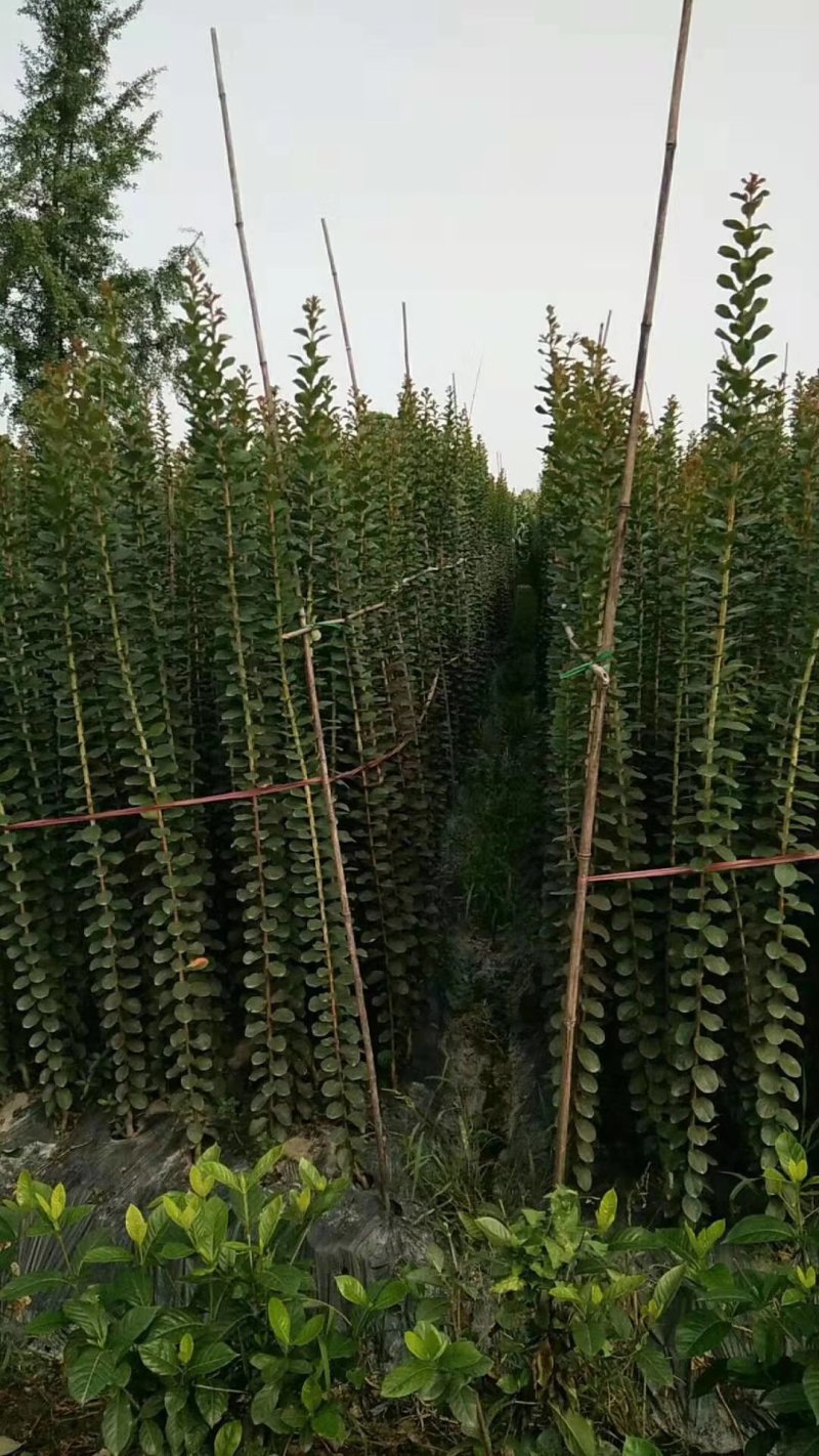 紫薇小苗1-3米高紫薇造型编制材料紫薇花瓶编制专用材