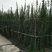 紫薇小苗1-3米高紫薇造型编制材料紫薇花瓶编制专用材