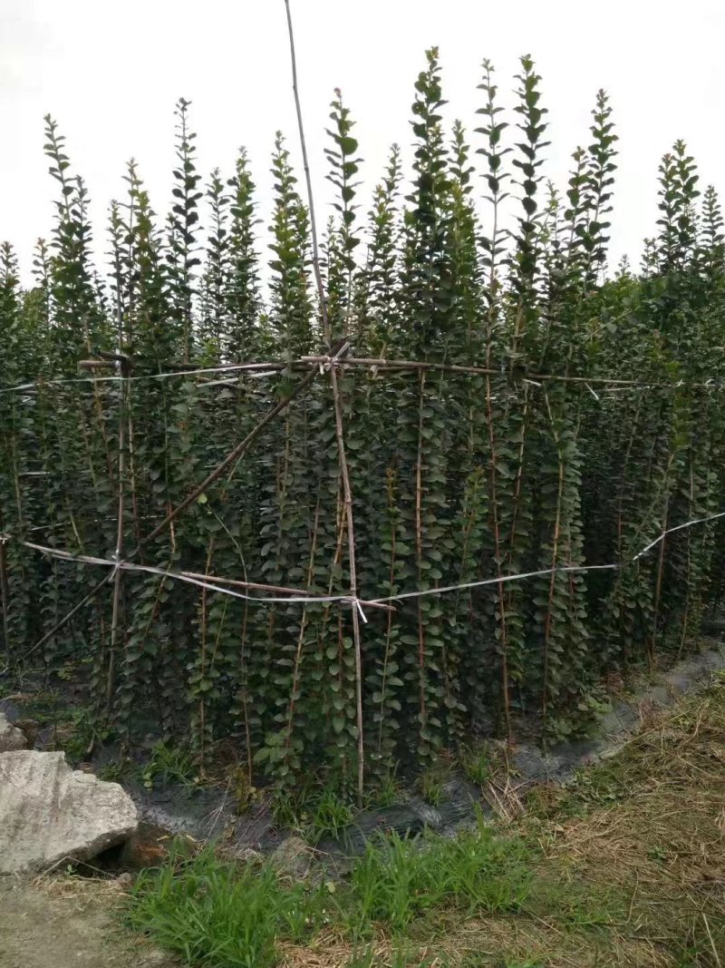 紫薇小苗1-3米高紫薇造型编制材料紫薇花瓶编制专用材