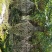 紫薇小苗1-3米高紫薇造型编制材料紫薇花瓶编制专用材